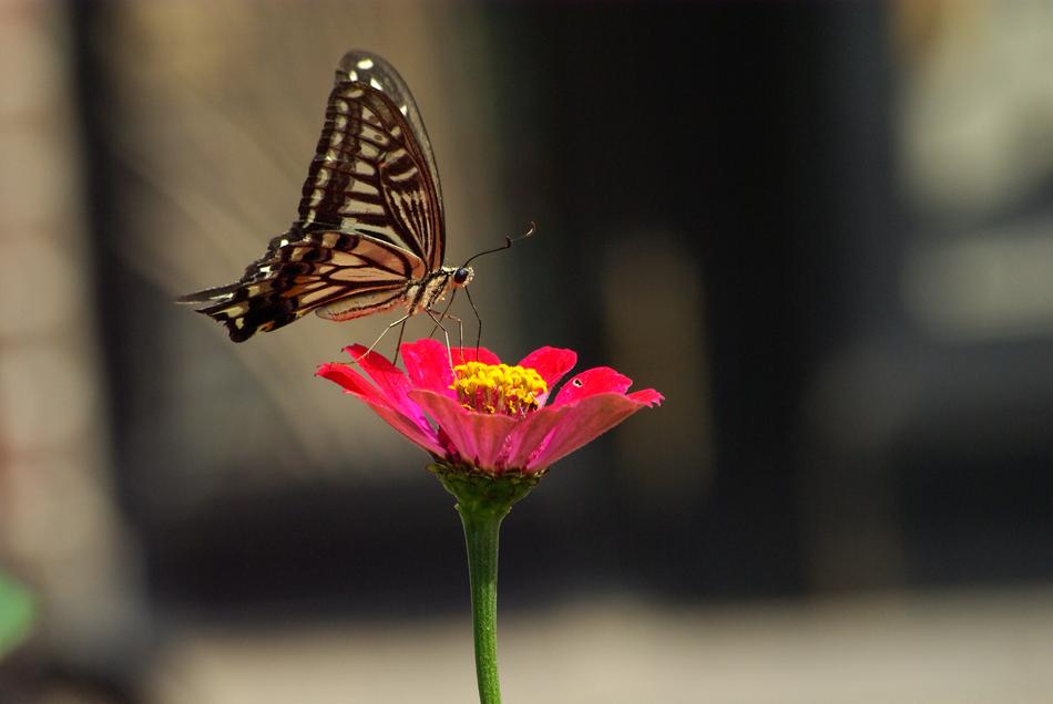 Nature Insects Outdoors