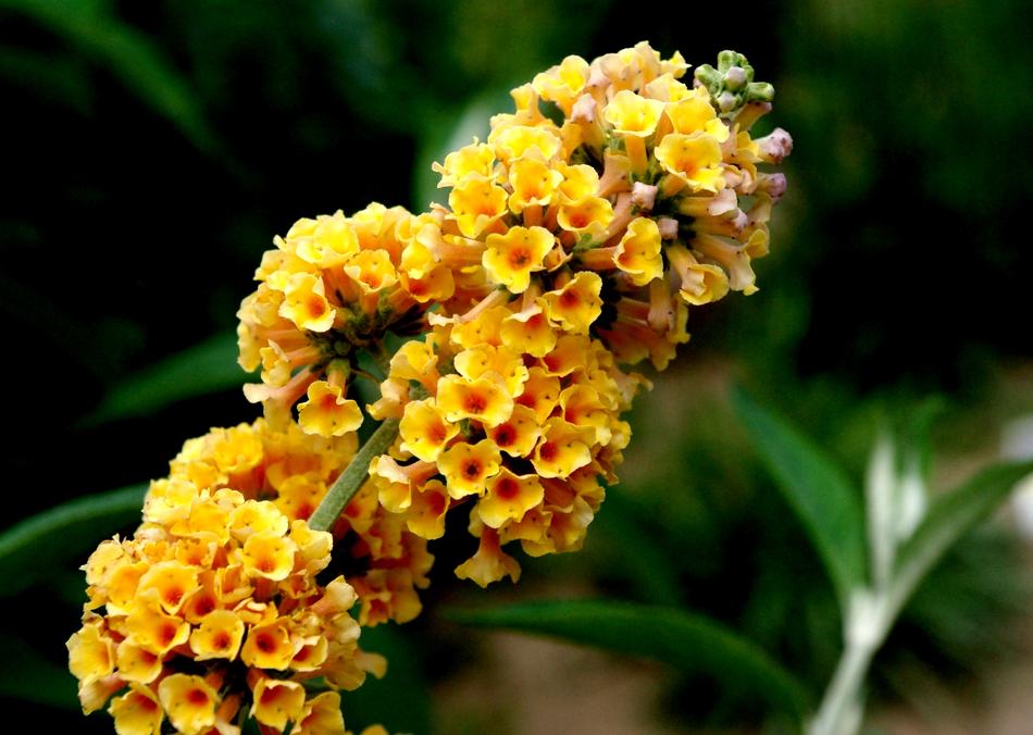 Butterfly Yellow Plant