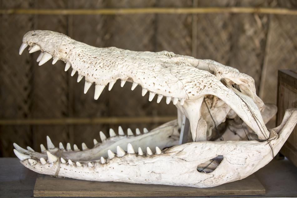 Crocodile Alligator Reptile
