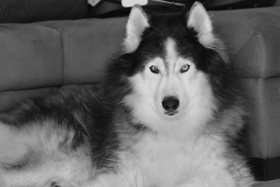 Wallpaper Dog Siberian