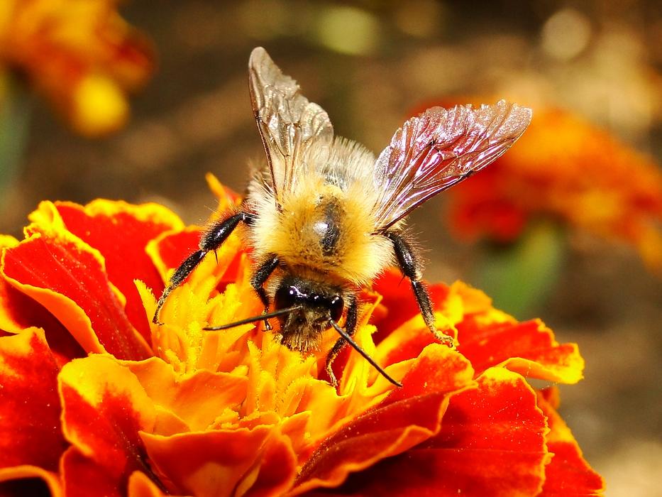 a big bee on an orange flower