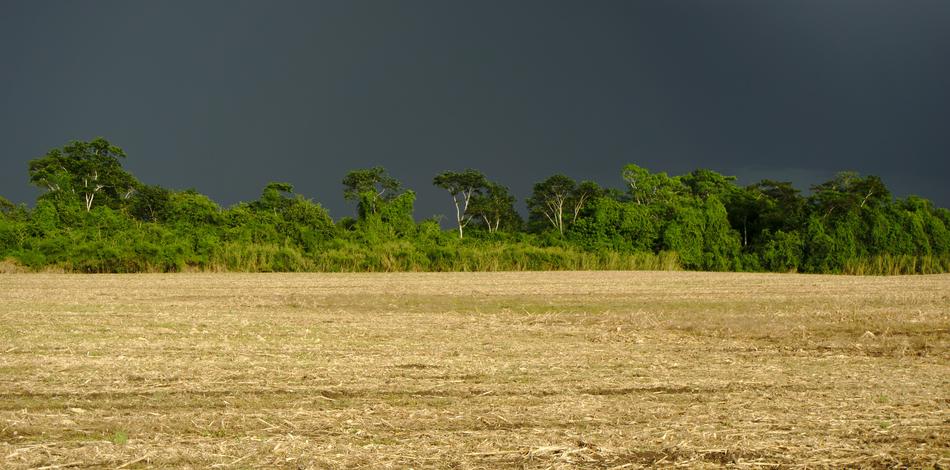 Field Crop Rural Rain