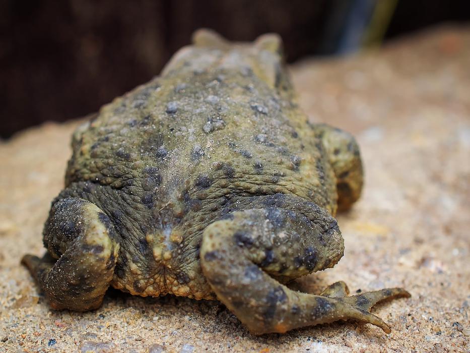 big green stone toad