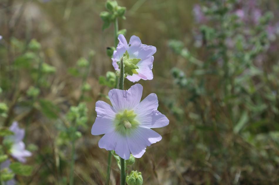 Flower Spring Nature