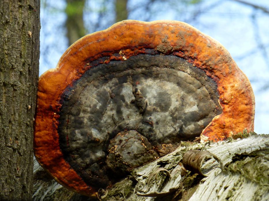 red mushroom on a tree landscape