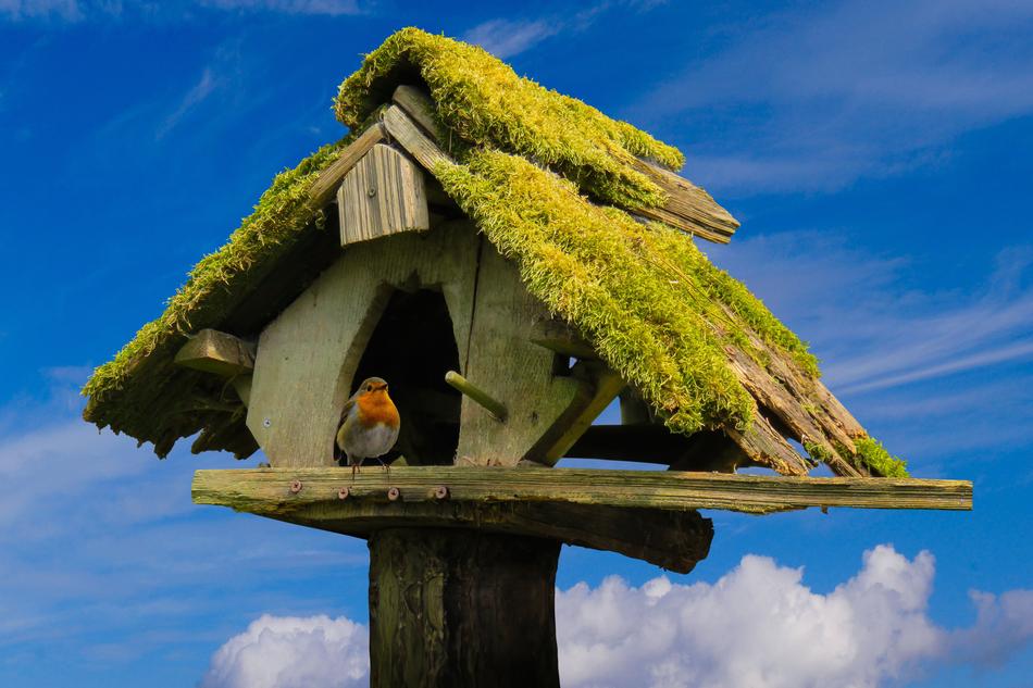 Nature Sky Aviary