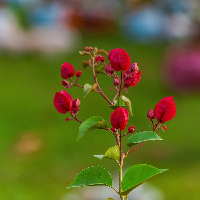 Paper Flower Red Flowers