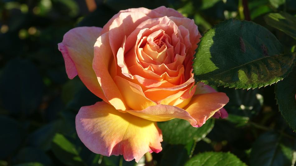 Flower Pink Nature