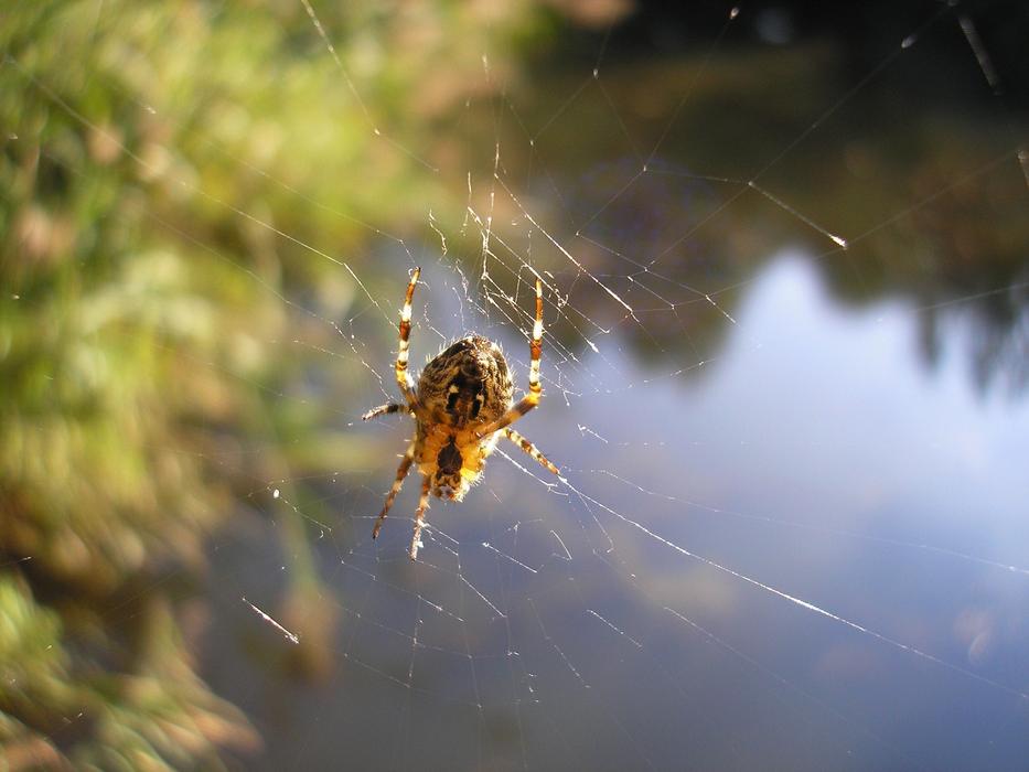 Spin Spider Web Spider-Like