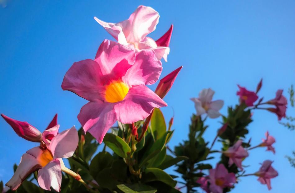 Flower Flora Nature