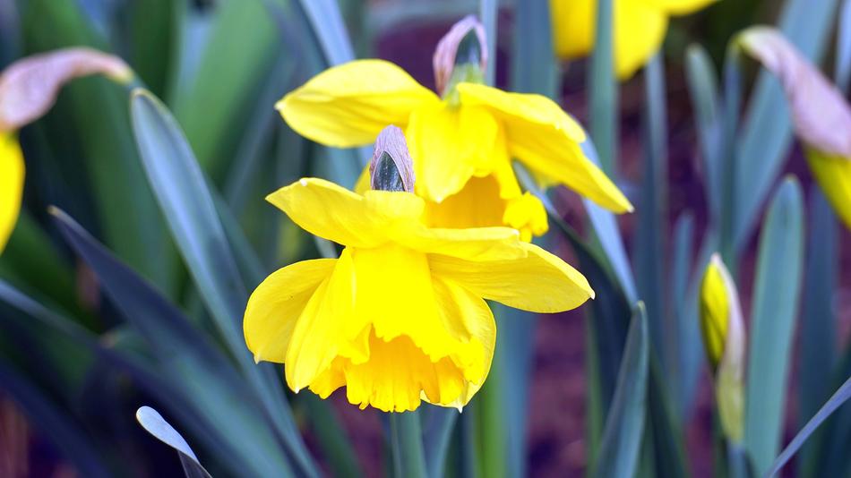 Daffodils Flower Plant