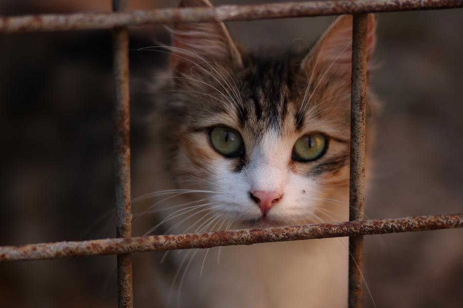 Beautiful brown cat