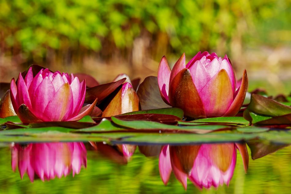 pink lilies in a pond landscape