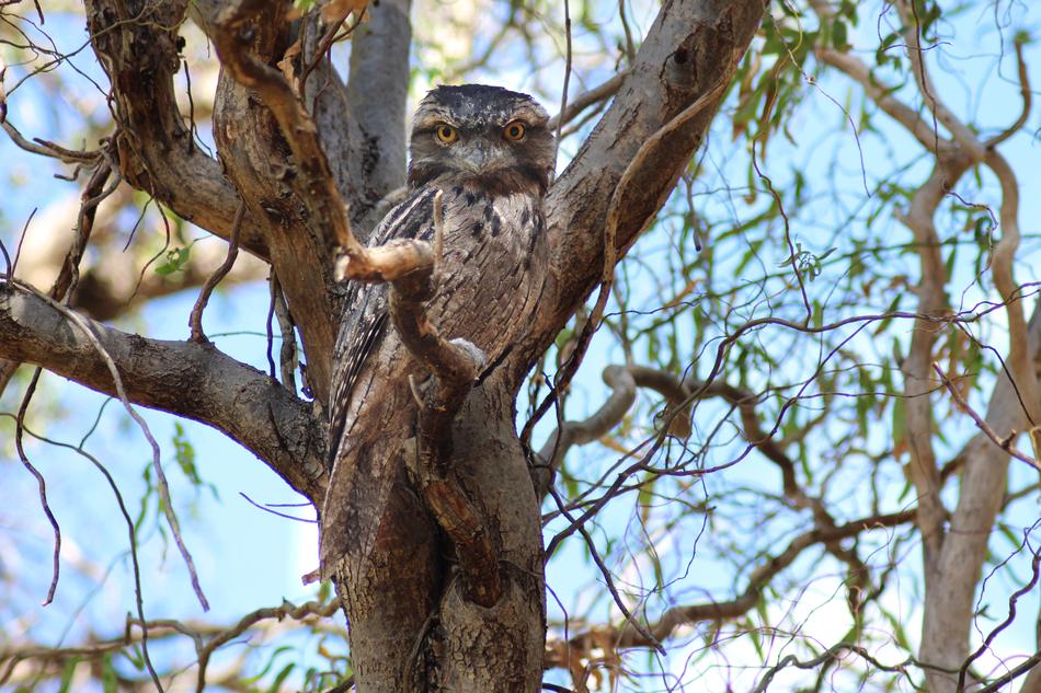 Tawny Frogmouth Nocturnal Bird