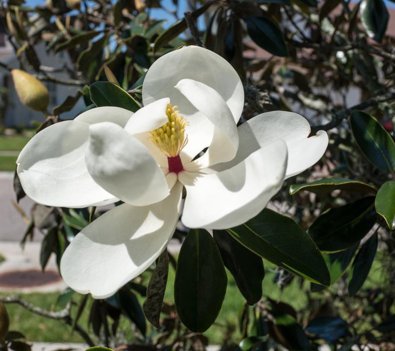Magnolia Close Up Flower