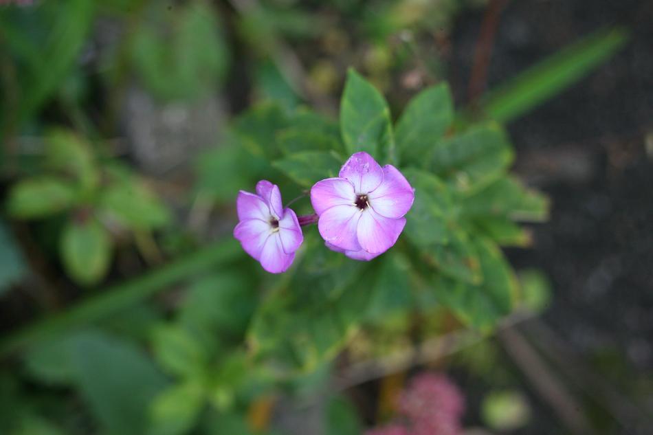 Macro Pink Flower