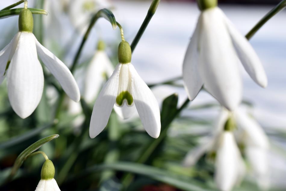 Snowdrop Nature Flower
