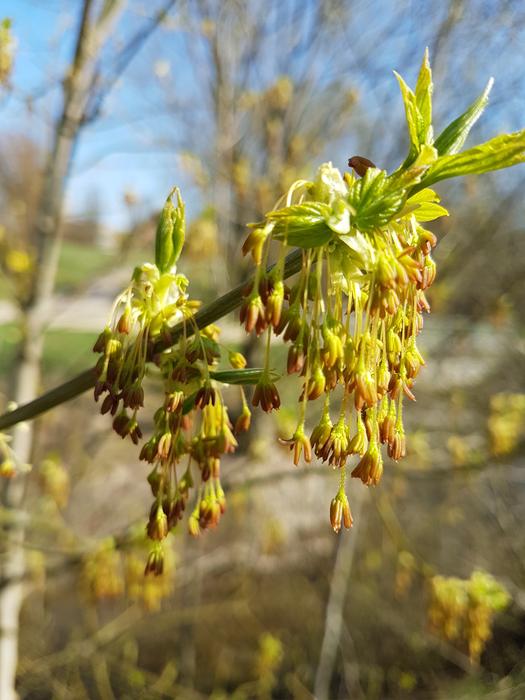 Nature Wood Plant