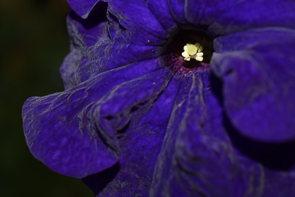 Flower Nature Bloom