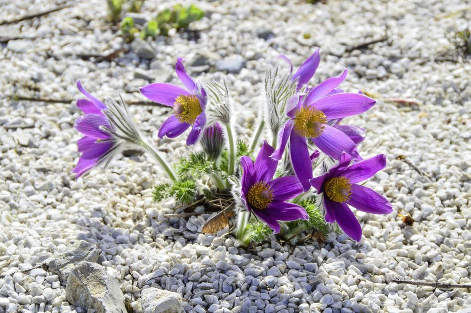 Flower Nature Plant