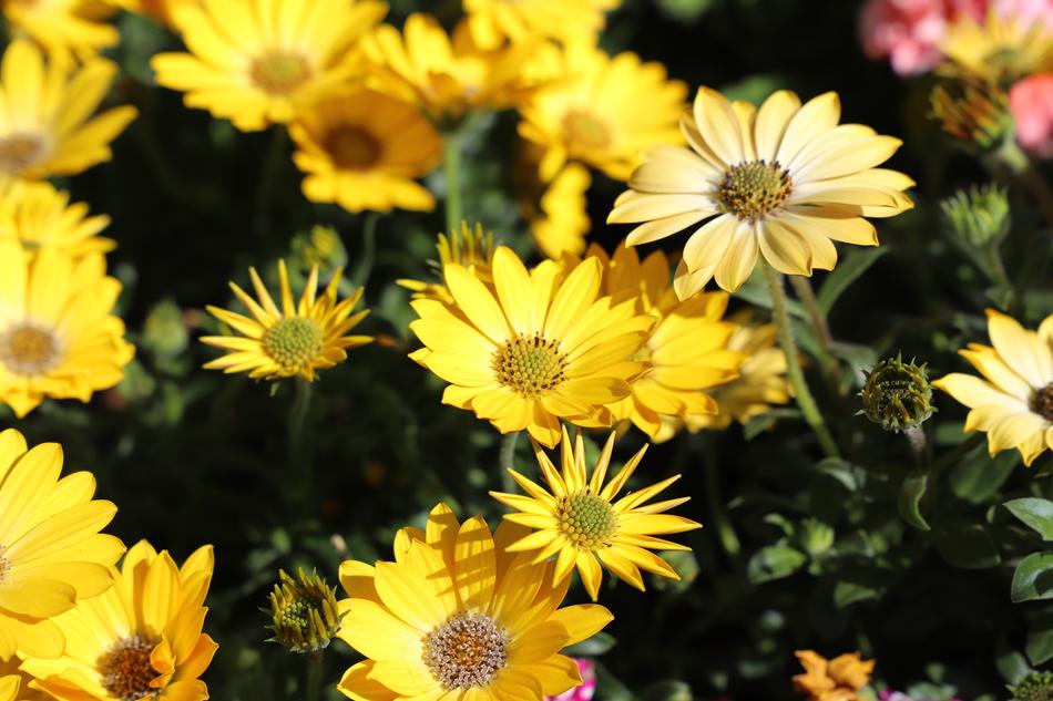 Flower Plant Nature