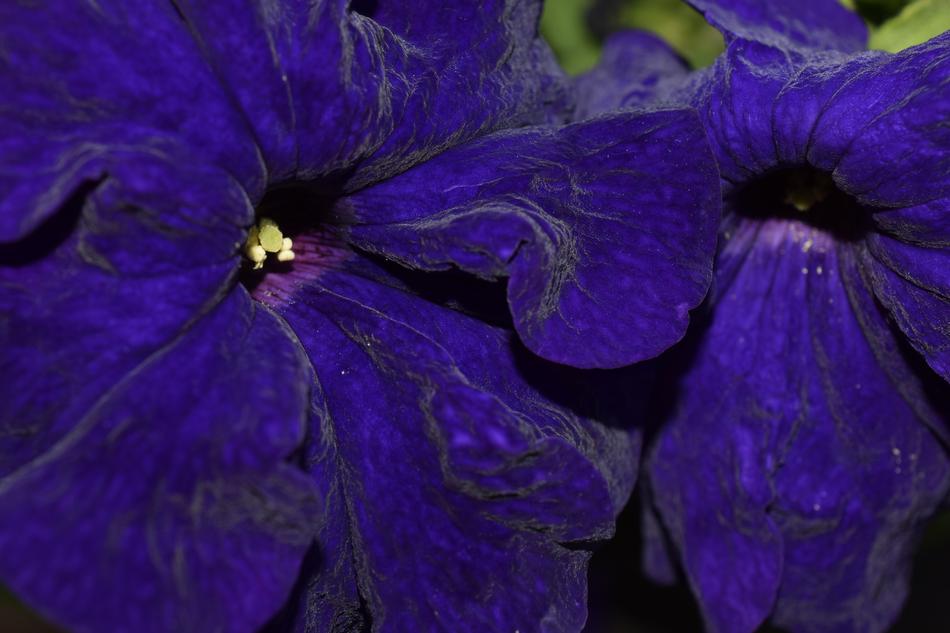 Flower Nature Bloom