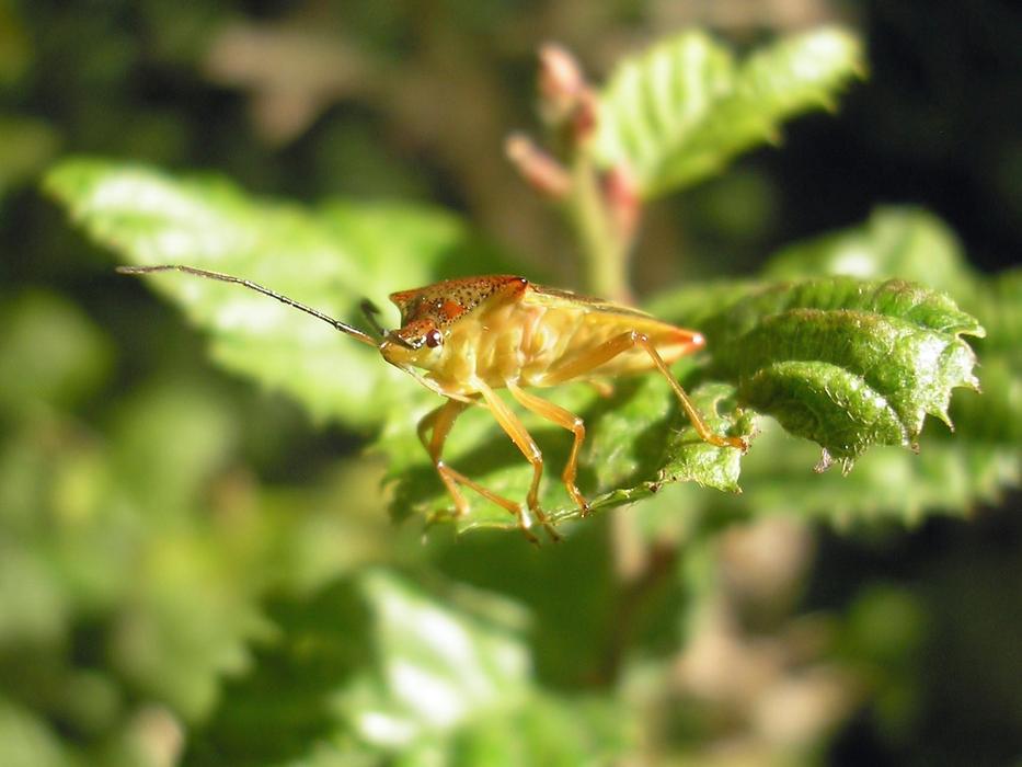 Nature Bug Eyes