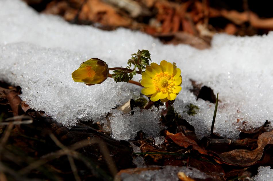 Snow Winter Nature Multiple