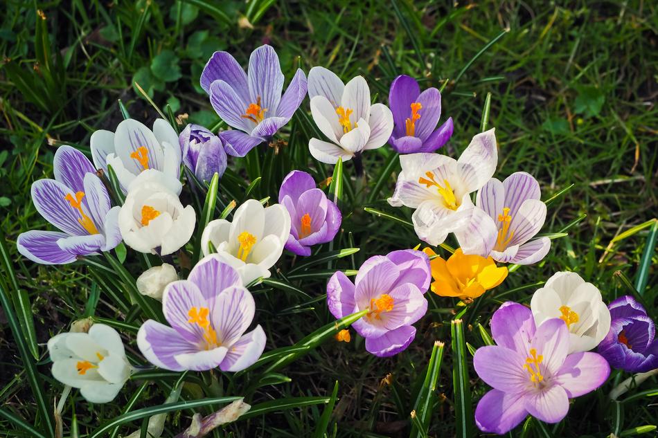 Nature Plant Flower