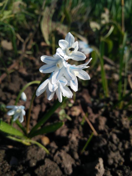 Nature Plant Flower