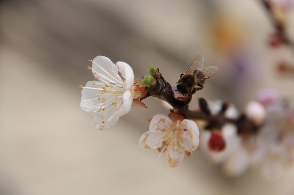 Flower Cherry Nature