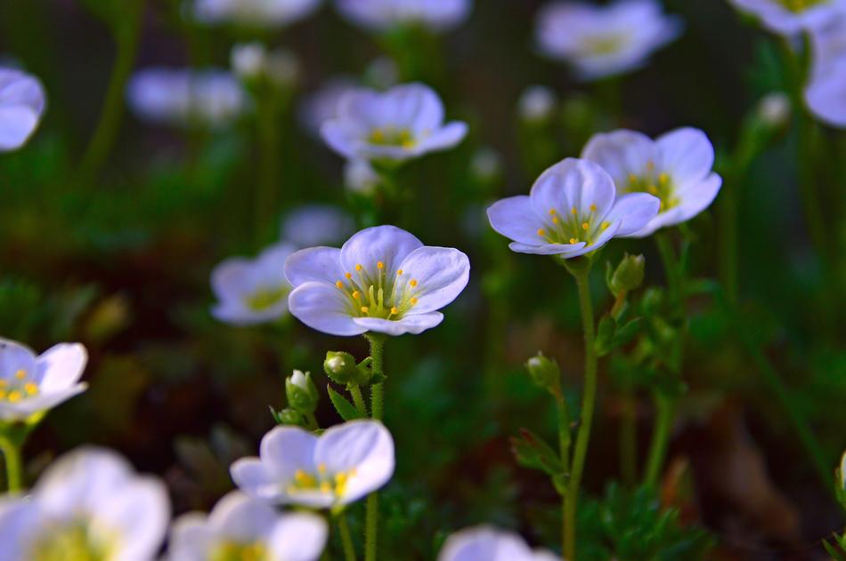 Flower Nature Plant