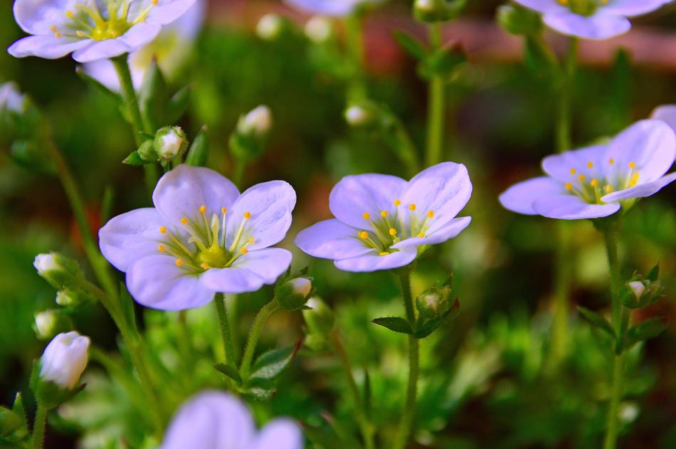 Flower Nature Plant