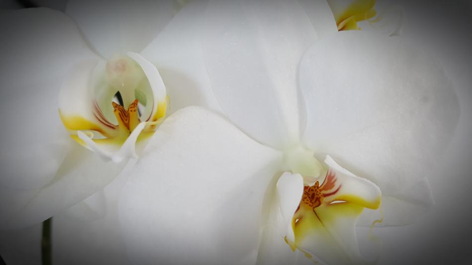 Flower Plant Petal