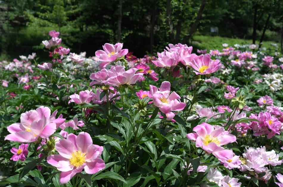 Flowers park garden macro blur