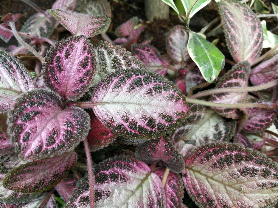 Nature Flora Leaf