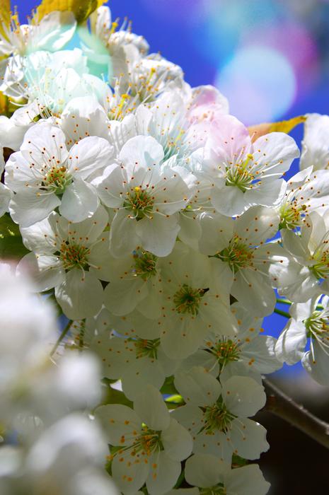 Flower Plant Nature