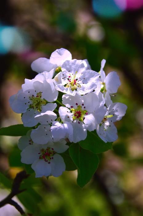 Flower Plant Nature