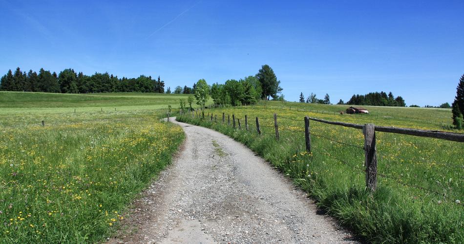 Grass Nature Landscape