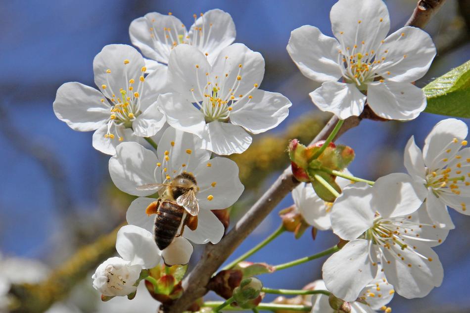 Flower Tree Nature