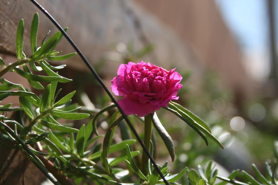 Nature Plant Flower