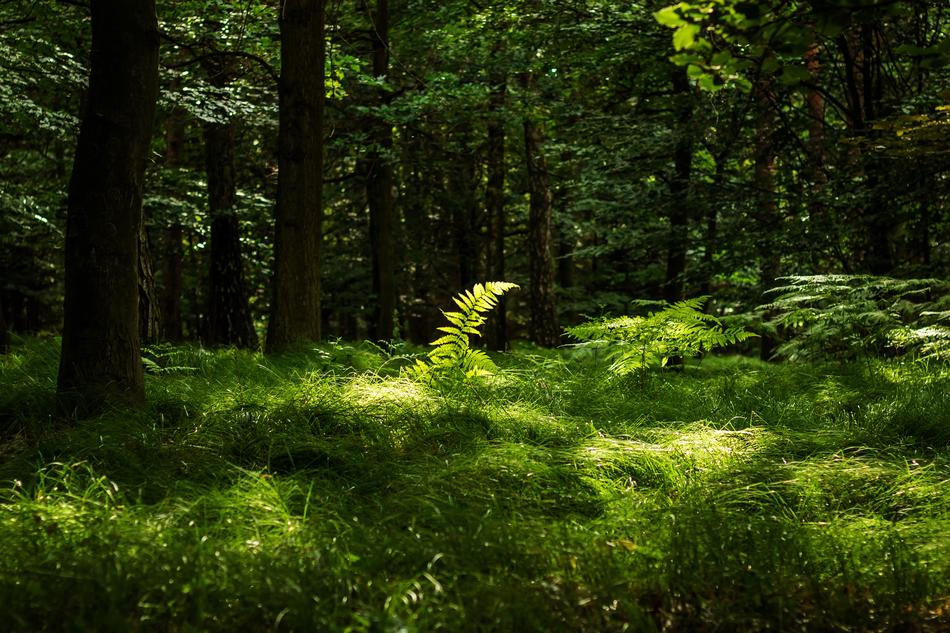 Forest Fern Nature