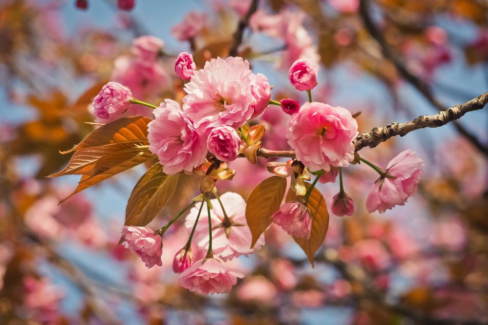 Flower Nature Tree