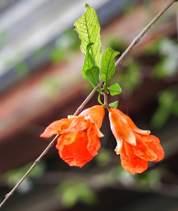 Clockvine Pomegranate Flower