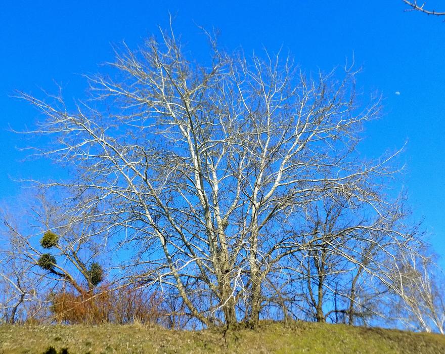 Tree Nature