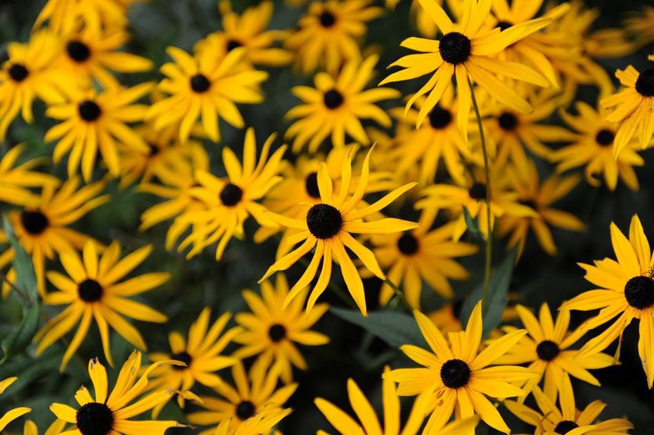 Flower Summer Nature