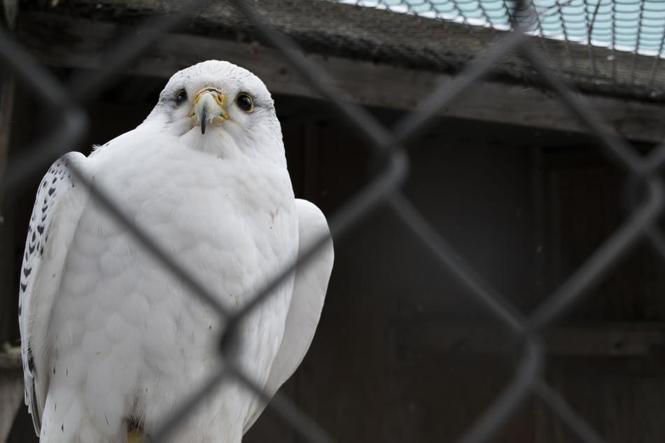 white eagle at the gate