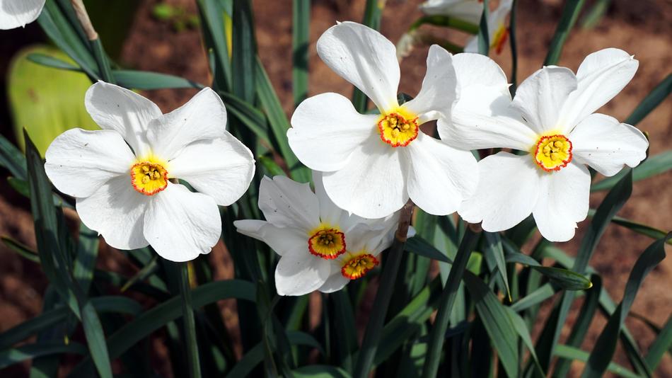 Nature Flower Plant