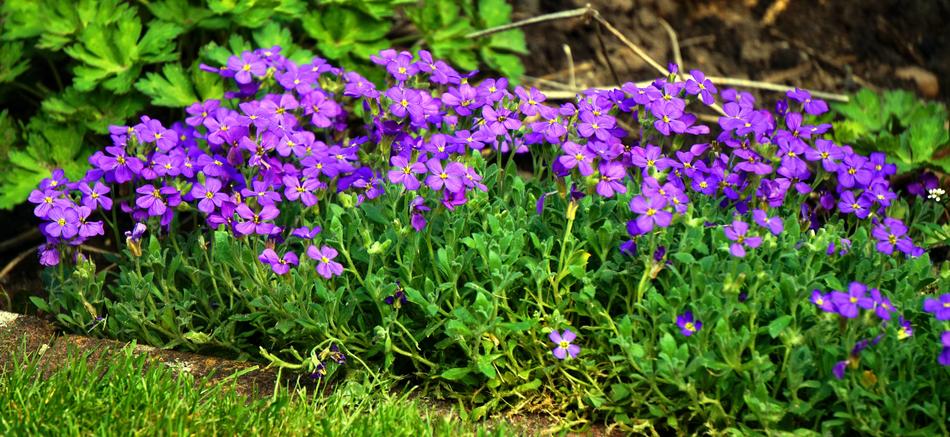 Flower Plant Nature