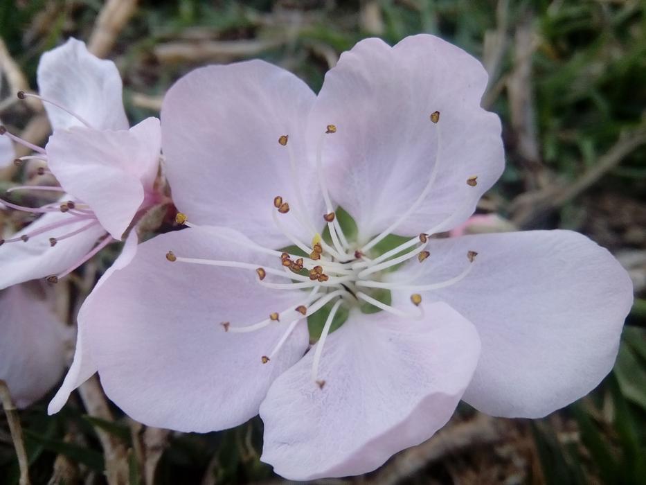 white flowers are beautiful in the spring